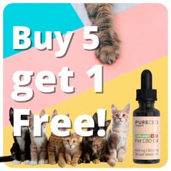 Buy 5 bottles of CBD oil for Cats, get one free