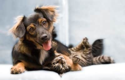 CBD für Haustiere Hunde und Katzen