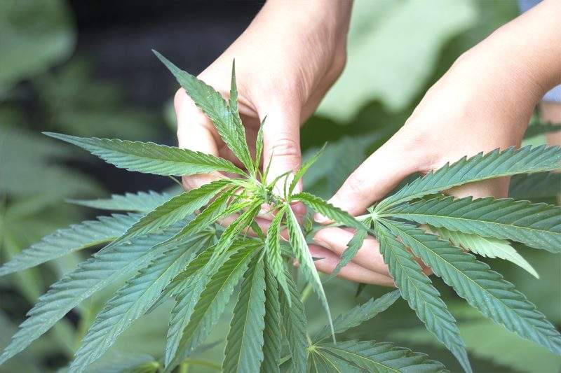 una mujer comprobando la salud de una corona de plantas de cannabis