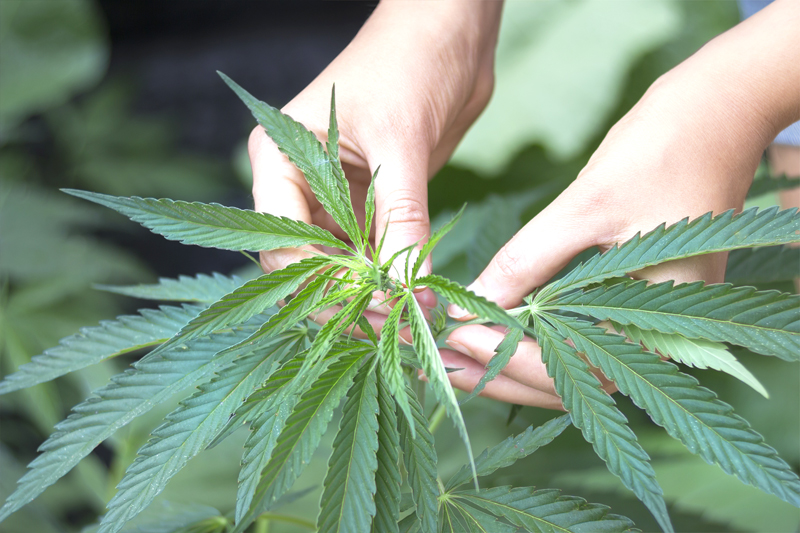 Buying CBD in Spain - Where to Buy CBD in Spain Pure Organic CBD