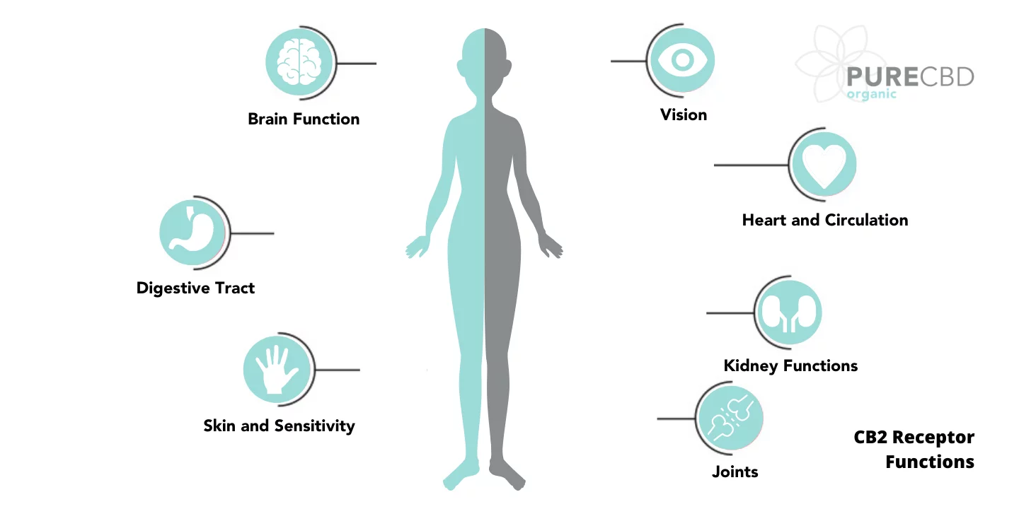 Endocannabinoid receptor functions