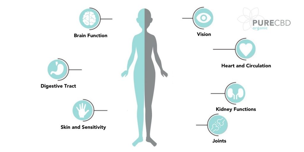 CBD Helpt lichaamsfuncties