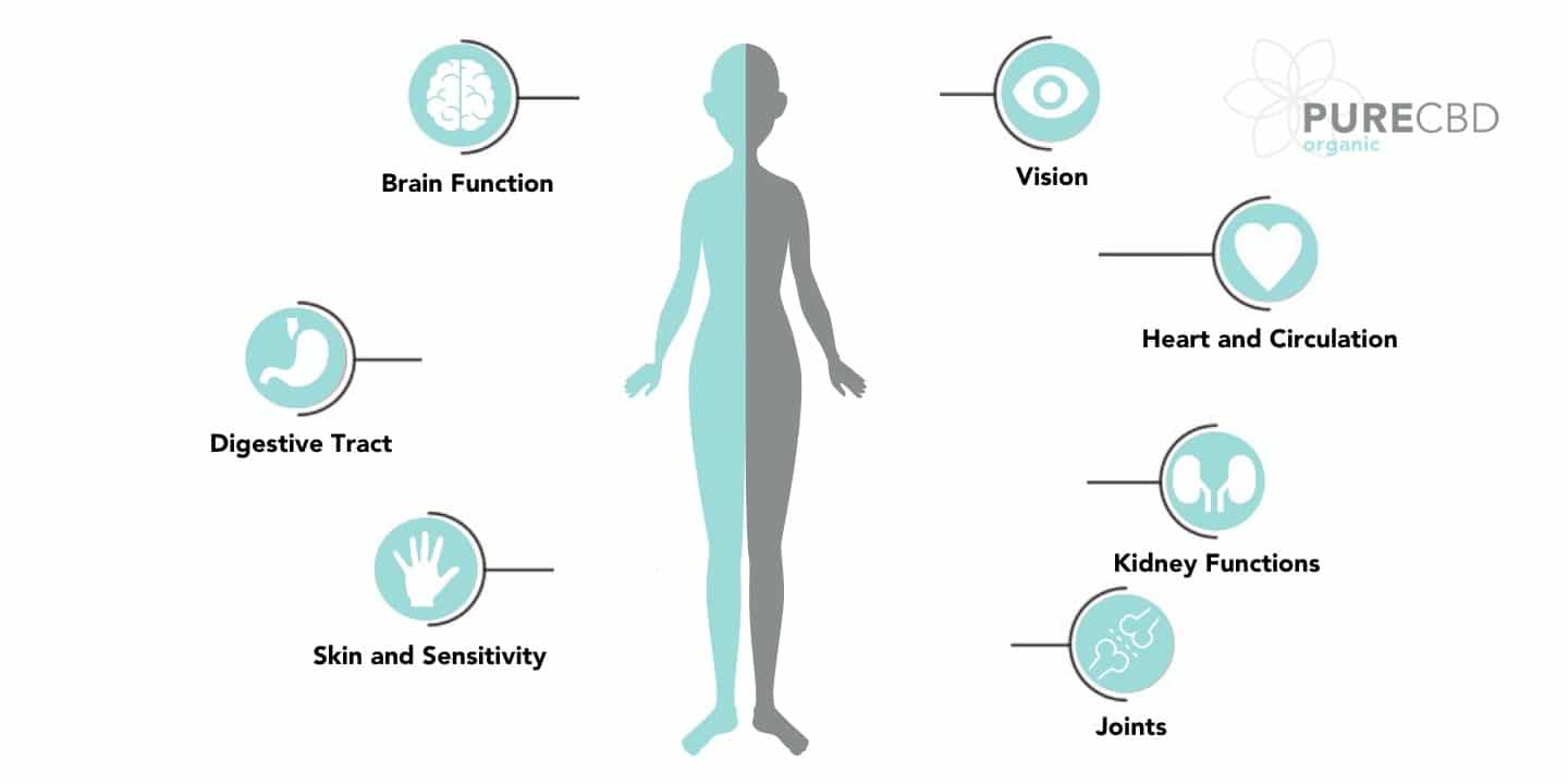 O mundo da Cannabis - O sistema Endocannabinoid