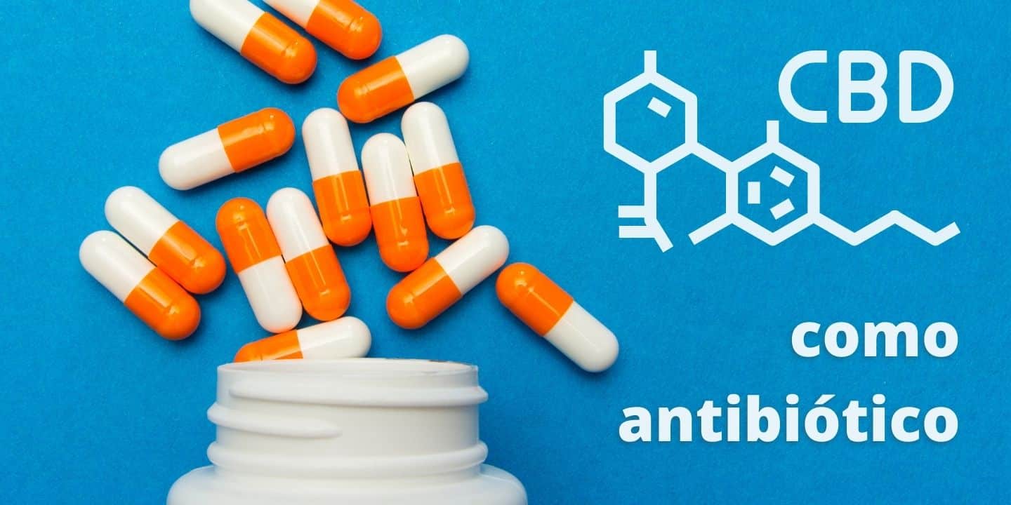 cbd oil as an antibiotic