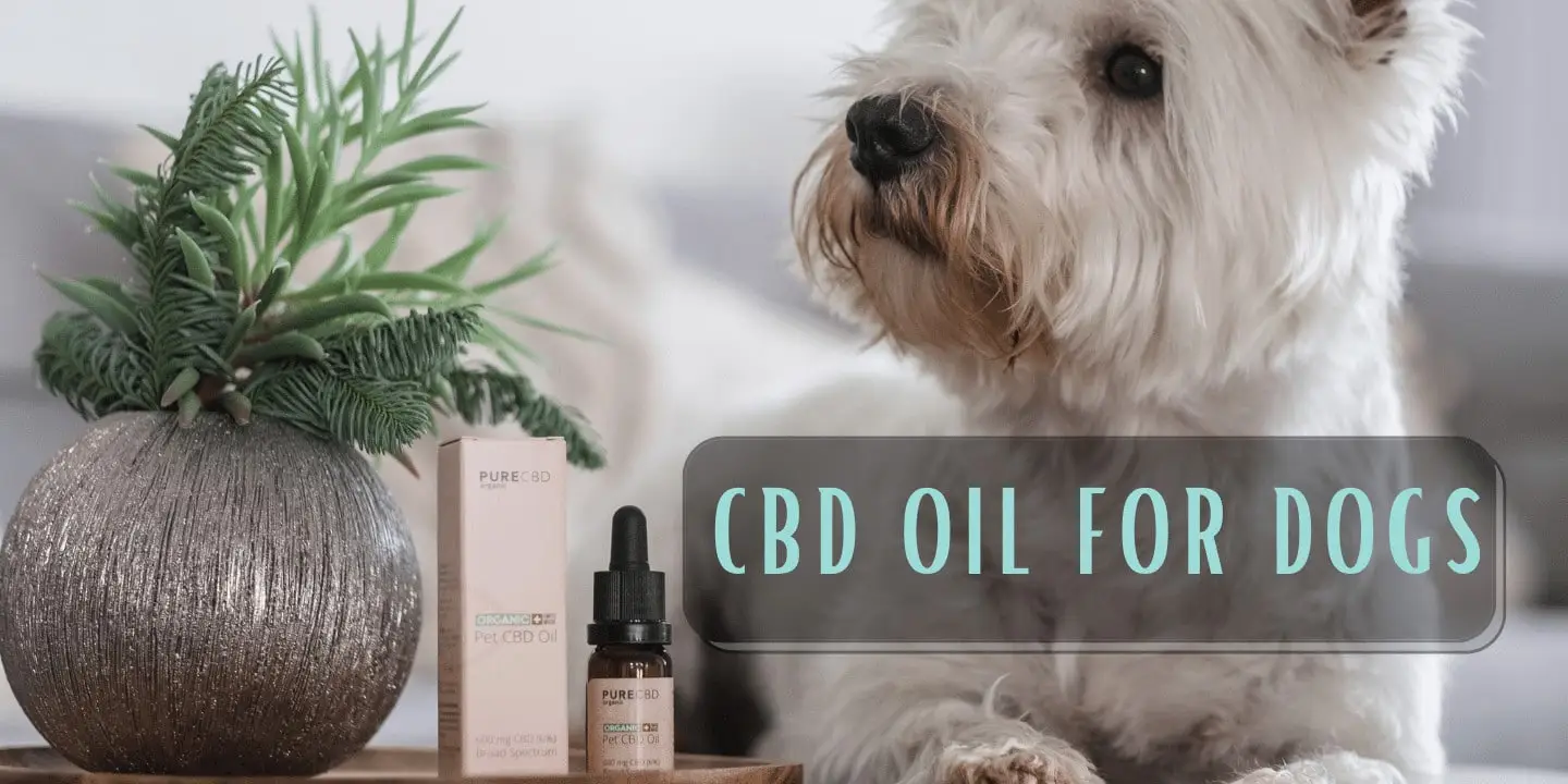 Une image d'un chien westie regardant vers l'avant avec une bouteille de CBD huile pour chiens au premier plan. Le texte dit "CBD huile pour chiens, quelle est la meilleure ?".