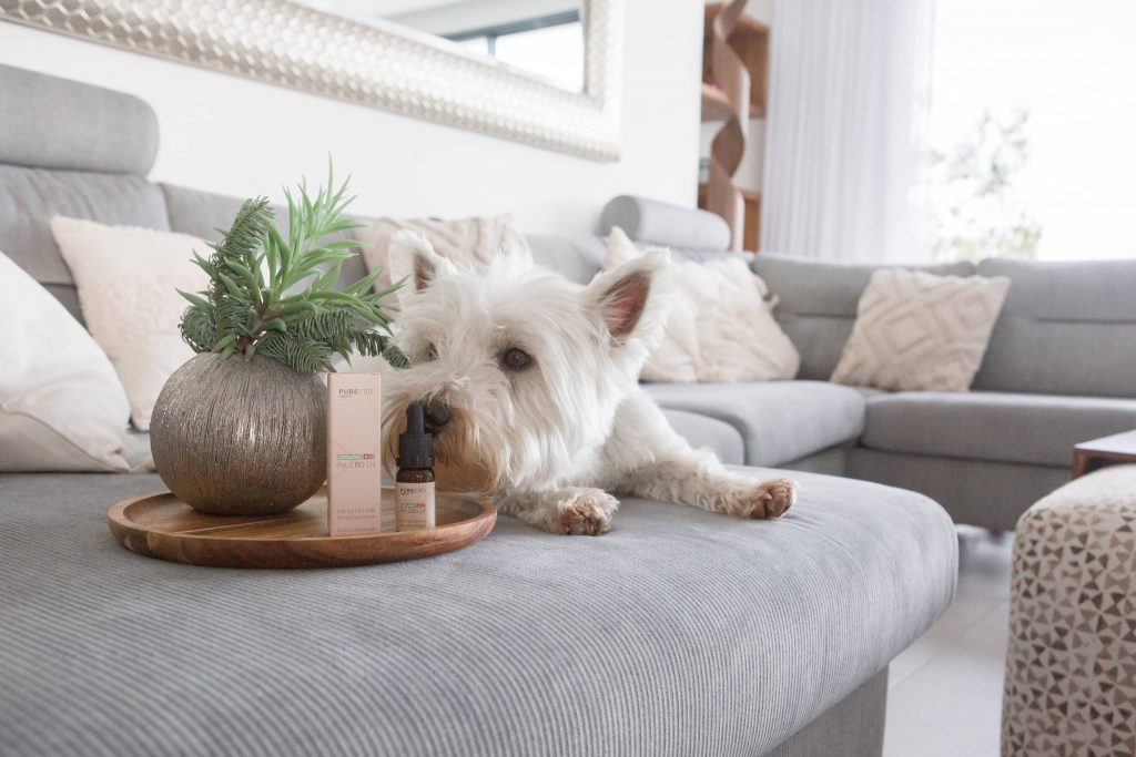 CBD Olie voor honden