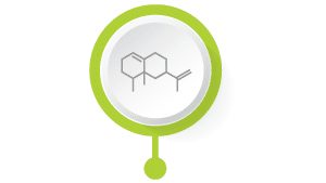 cbd flavonoids