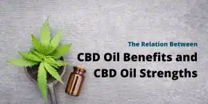 Eine Flasche CBD neben einer Cannabispflanze verwendet für CBD Öl.