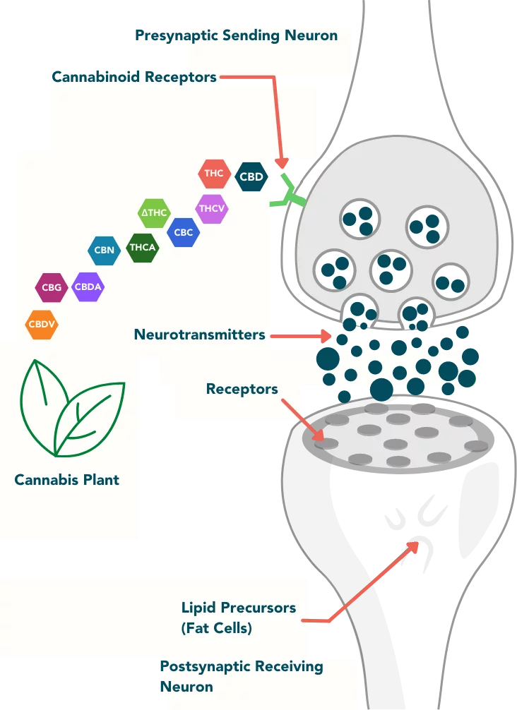 how CBD interacts with ECS receptors in the body of mammals.