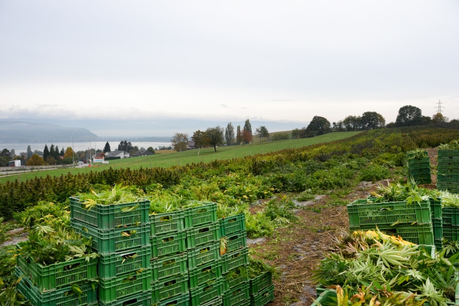 Cannabisfelder in der Schweiz. Das ist wo cbd von Pure Organic CBD kommt von.