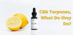 CBD terpenes article artwork. A CBD bottle standing next to a lemon to represent the various terpenes in CBD oil