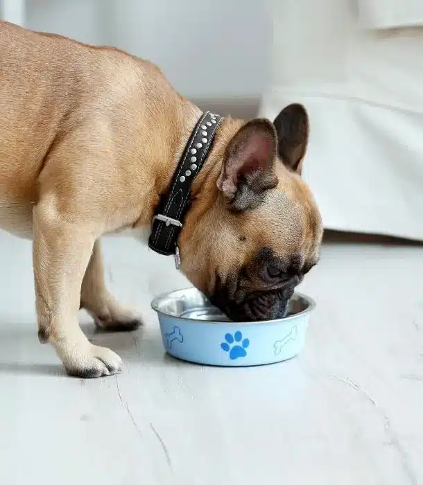 el control del apetito es muy importante cuando una mascota no se siente bien