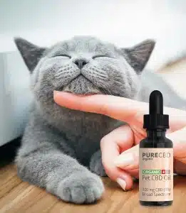 a happy cat being pet. There is a bottle of CBD for pets particularly for cats in the foreground.