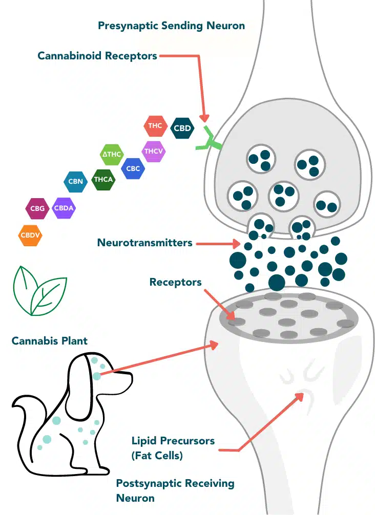 pet ecs system and how CBD works for animals