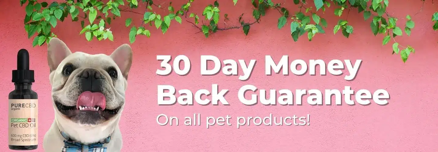 a happy french bulldog. 30 day money back guarantee on all pet cbd products by Pure Organic CBD