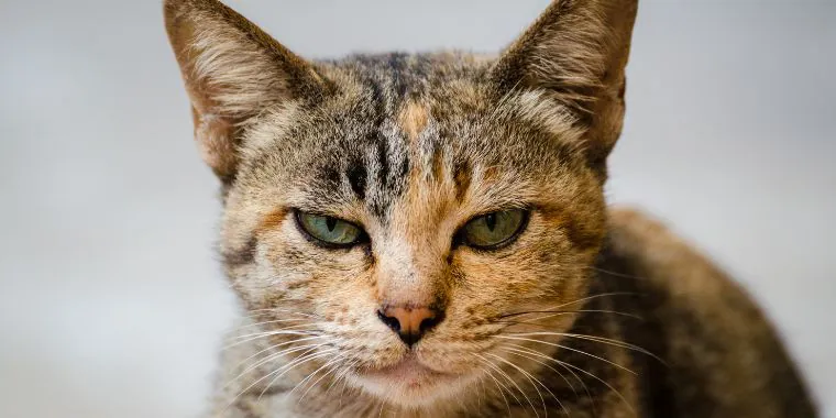una foto de un gato enojado y agresivo.