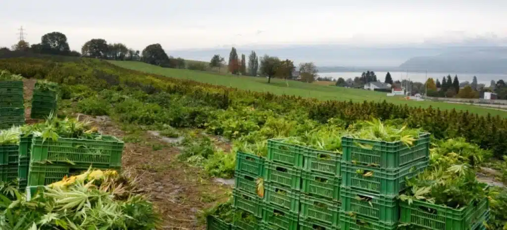 ein Foto von der pure organic cbd Anbaubetriebe in der Schweiz