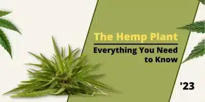 Main artwork for the article "The Hemp Plant: Everything You Need to Know".
