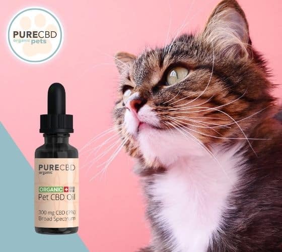A cat sits looking at a bottle of our CBD oil for Cats.