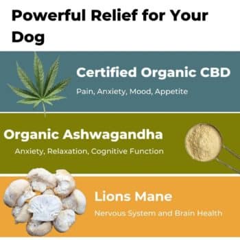 Some of the ingredients in our CBD treats for dogs. This includes organic CBD extract, Ashwagandha powder and Lions Mane.