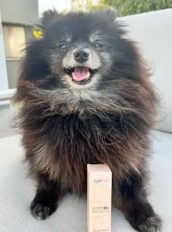 A happy dog with a box of Pure Organic CBD für Haustiere.
