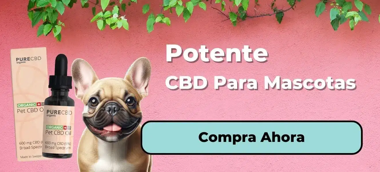 Una imagen promocional con Pure Organic CBD's organic pet CBD products, set against a pink wall with green foliage. The product label mentions '600 mg CBD' and 'Broad Spectrum'. Accompanied by a lifelike illustration of a smiling French Bulldog. Large white text proclaims 'Powerful CBD For Pets' and there's a 'Shop Now' button.